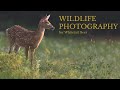 Nature Photography- HOW TO TAKE STUNNING IMAGES OF WILDLIFE - whitetail deer using a photo blind
