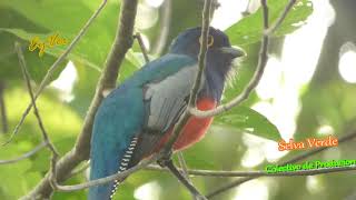 Trogon en el Paraíso