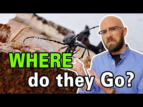 Video: Where Do Insects Come From In Spring