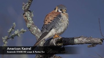 American Kestrel video digiscoped with Swarovski Optik STM80HD
