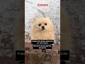 #deutsch #pie #немецкий #deutschlernen #trending #shorts #shortvideo #німецька #deutschkurs