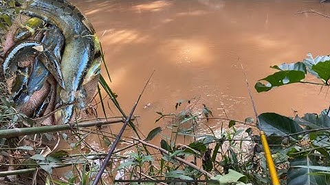 Câu cá suối đầu mùa mưa cá chốt bò,cá trạch lấu ăn mồi thấy ham