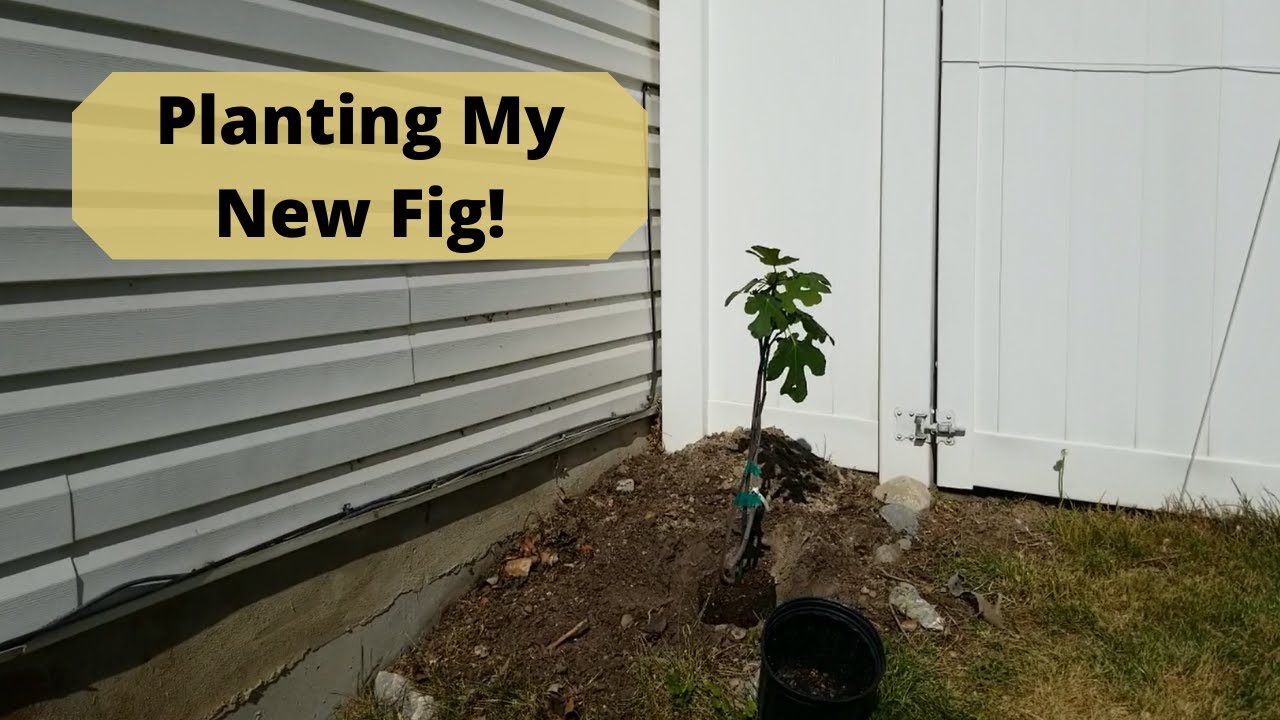 Planting a Chicago Hardy Fig YouTube