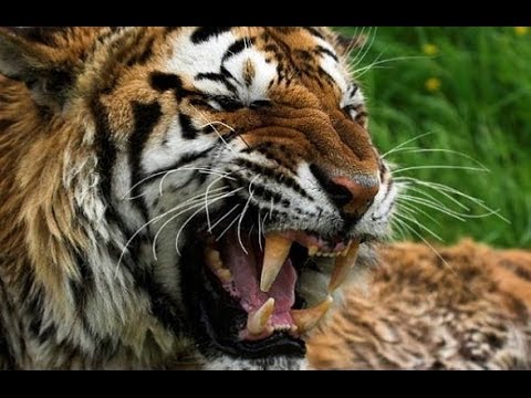 Video: Komputasi Tomografi Dan Kajian Pengimejan Resonans Magnetik Pada Sendi Tarsal Biasa Di Harimau Bengal (Panthera Tigris)