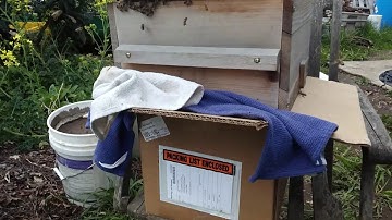 Swarm box to Warre transfer success
