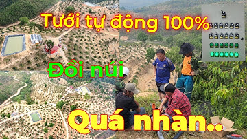 Tưới tự động 100% cho 20hecta sầu riêng đất đồi núi quá nhàn quá khỏe