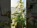 field beans #broadbeans #blooms #garden 🫘 செடி அவரைக்காய்#love #plant #tamil @arivusgarden