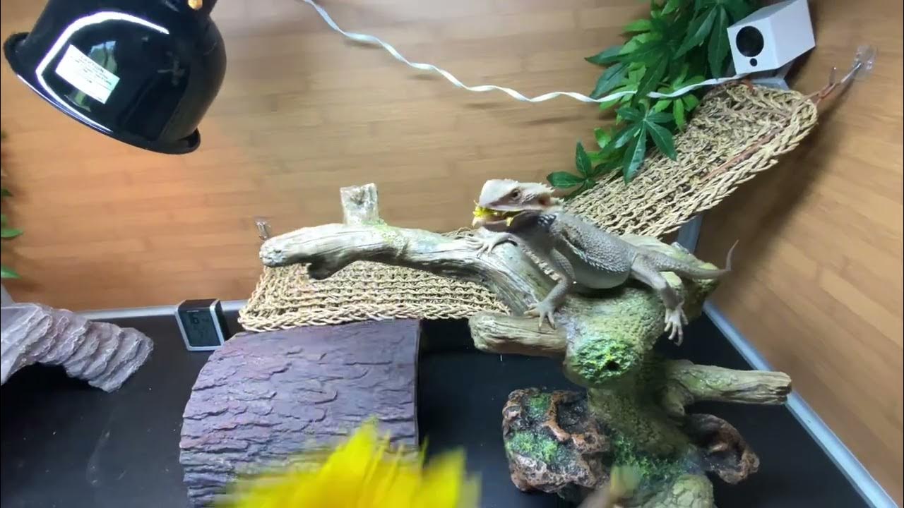 Feeding my bearded dragons dandelions! 🦎 YouTube