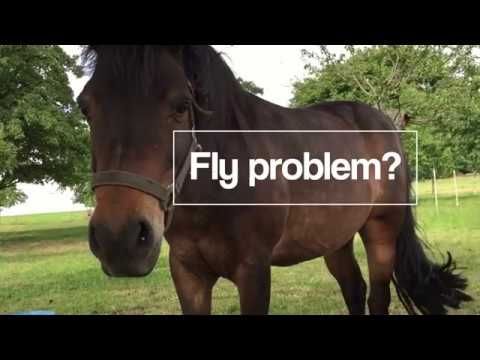 solve-your-horse-fly-problem