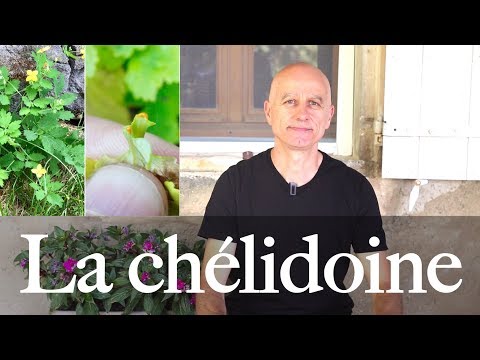 Vidéo: Viburnum vulgaris : propriétés médicinales, caractéristiques et utilisations