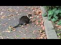 愛知県名古屋市名城公園フラワープラザで野良猫を撮影してみた