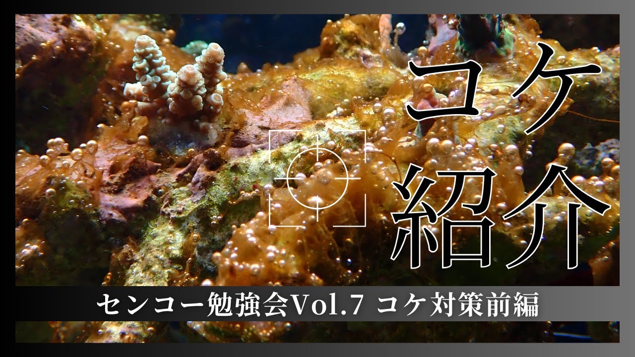 センコー勉強会Vol.7　コケ対策！海水水槽のコケ紹介編！