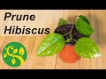 I prune my Hibiscus by cuttings 🌱🌱🌱
