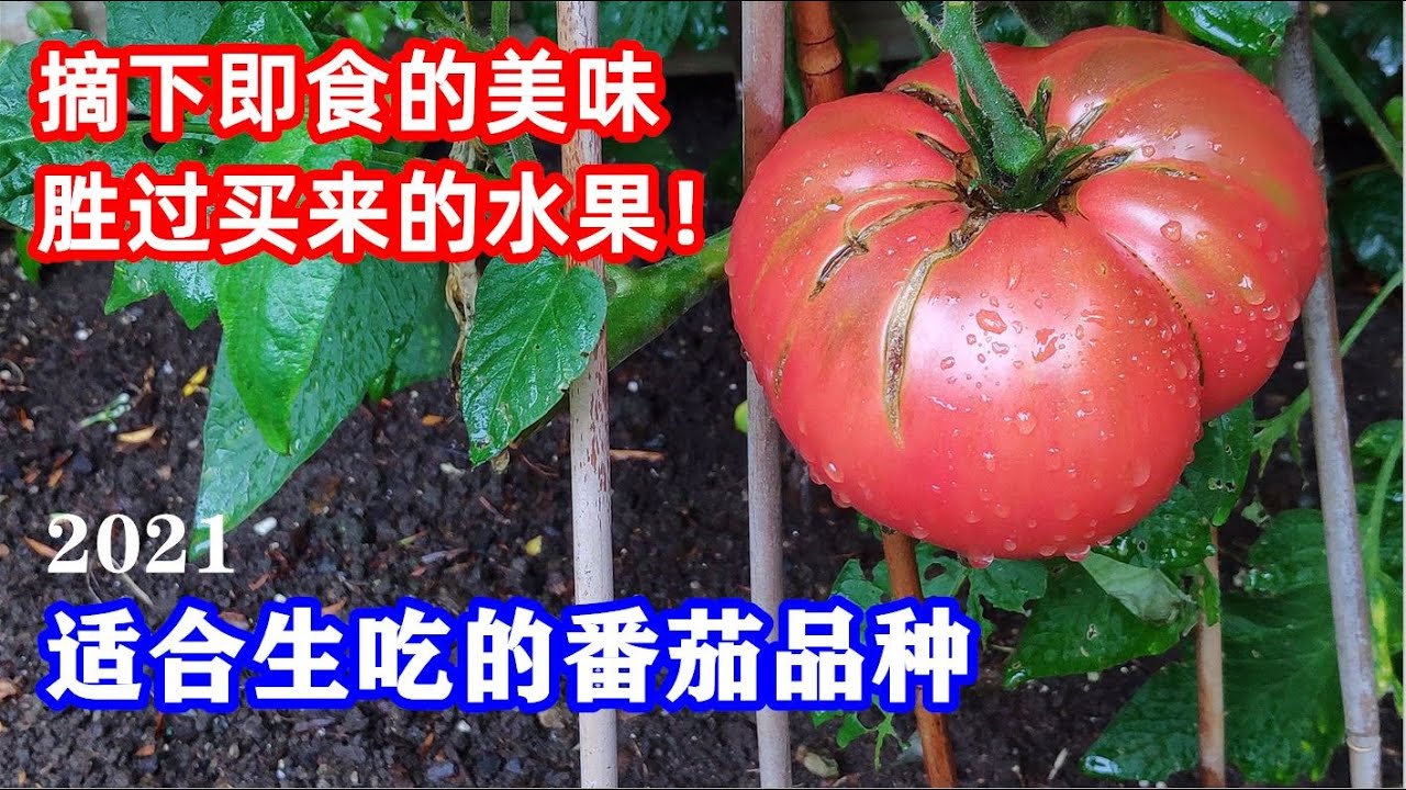 种了它不想买水果了：它們果味濃郁，汁水充盈，適合生吃的番茄品种