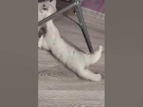 милашки котики 🐈 - YouTube
