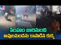 Brave dog saves cattle from lion attack, resurfacing video