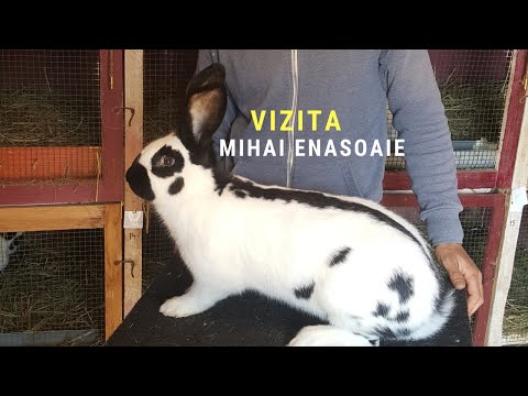 Video: Este un iepure cel mai bun animal pentru tine?