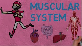 Muscular System | How do Our Muscles Move?