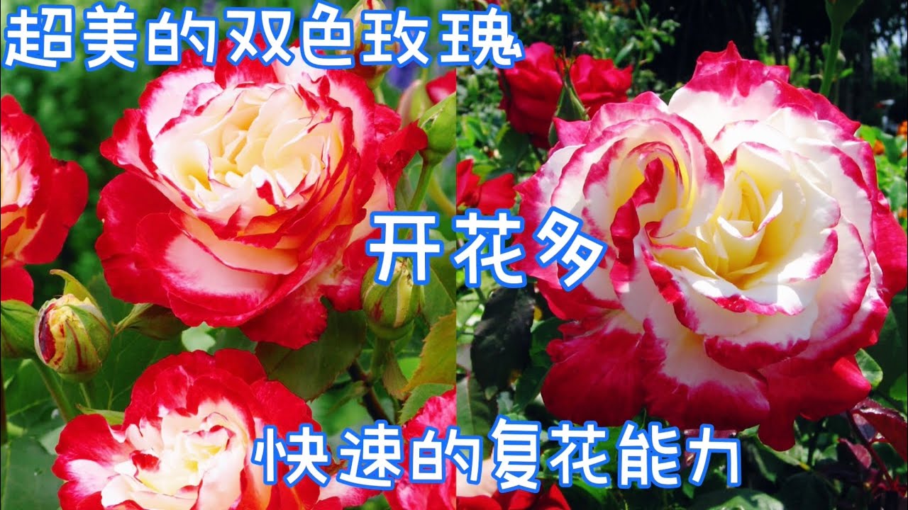 漂亮的双色玫瑰，Rose Double Delight。【莎拉养花】