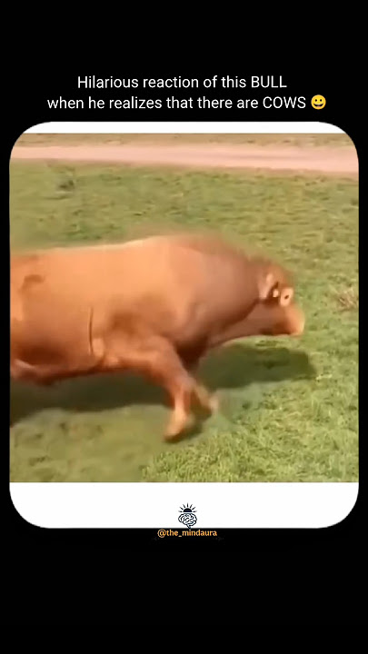 That priceless reaction when the bull suddenly spots the cows 😂🐂🐄 #bull