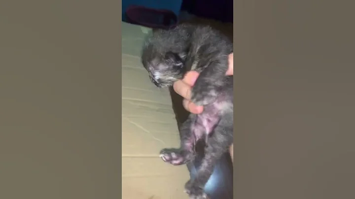 Watch the video about Black kitten #newborn #kitten #blackcat #calico #siamese