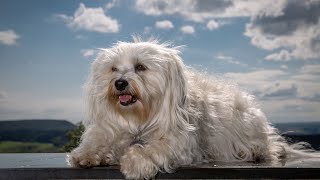 What are the differences between Havanese and Yorkshire Terrier breeds?