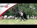 Rasseportrait | Das Shire Horse - Zu Besuch auf der Oakstead Shire Show