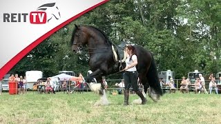 Rasseportrait | Das Shire Horse - Zu Besuch auf der Oakstead Shire Show