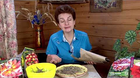 Вы купили георгины - что дальше?