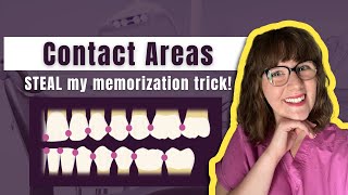 Learn the Contact Areas of all the Teeth | Use This Chart and Trick to Help You Memorize Them FASTER