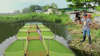 How to Start and Be Successful in Azolla Farming Using the Modern Method! (first episode)