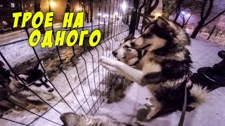 маламуты против маламута / знакомство с щенок alaskan malamute маламуты против маламута / знакомство с щенок alaskan malamute