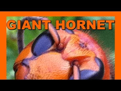 Asian Giant Hornet Suzumebachi - Real Japan Monsters 日本のモンスター