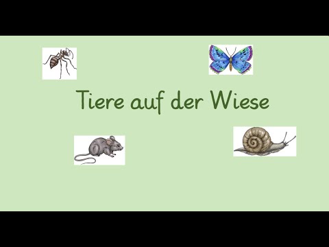 Video: Welche Tiere Leben Auf Der Wiese