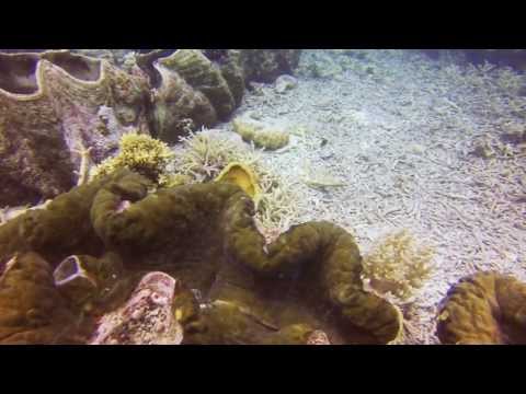 Video: Tridacna gigante - il mollusco più grande