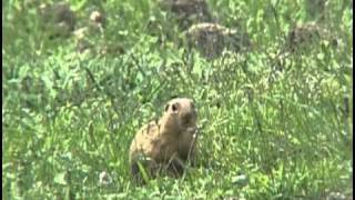 Spermophilus citellus - European Souslik - Европейски лалугер 0