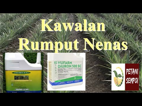 Video: Kawalan Rumpai Nanas - Ketahui Cara Membunuh Tumbuhan Rumpai Nanas