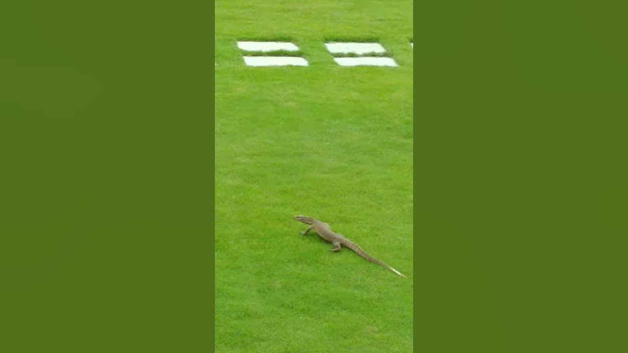 Indian monitor lizard shoot in Marathi know as Ghorpad YouTube