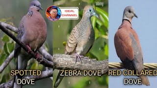 Tunog ng tatlong ibon / Tukmol/Bato-bato/red Collared dove / ( Ideal Channel mix vlog )