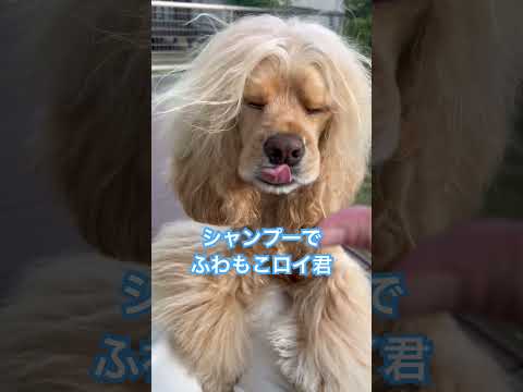 キャンプ後は必須のシャンプー！【アメコカ】#アメリカンコッカースパニエル #アメコカ #アメリカンコッカー #dog #犬のいる暮らし #キャンプ犬 #キャンプ犬