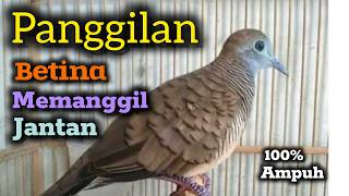 Pancingan perkutut betina memanggil jantan