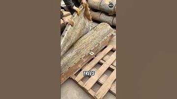 China Builds Fake Trees So Real, You’ll Be Fooled!