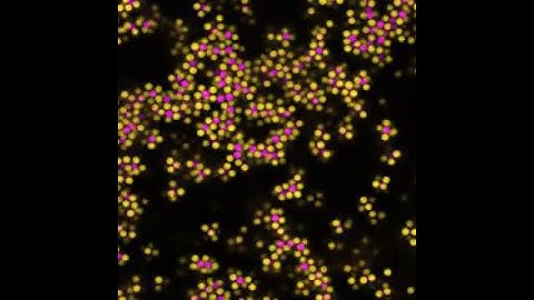 Colloidal Gelation (2)