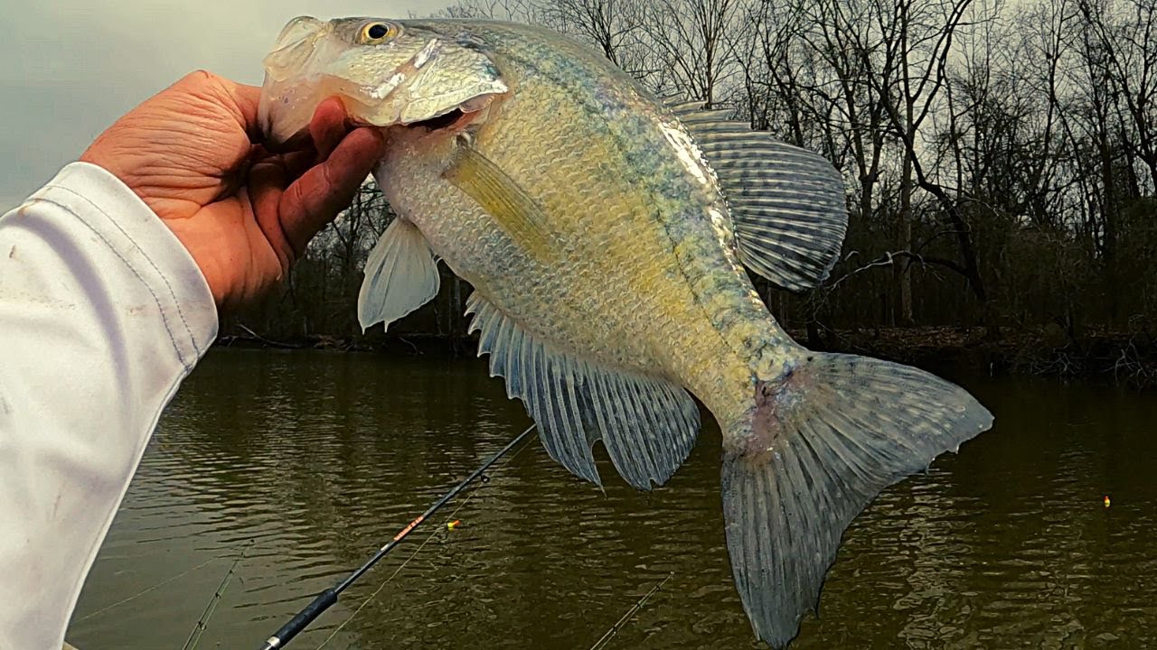 Crappie fishing just before they spawn 