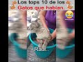 LOS GATOS QUE HABLAN