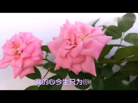 望海高歌《今生只為你所屬》　2160P