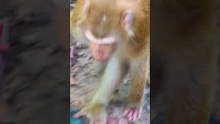 Adorable Baby Alfie Daily Wildlife Monkey #Rainbow #Leo #Lucie #Libby #jenifer #luno