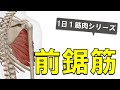 【1日1筋肉×前鋸筋】脇腹にある大きな筋肉：前鋸筋の起始停止と作用について