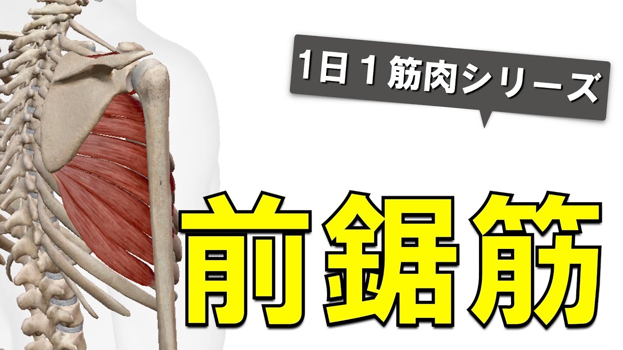 【1日1筋肉×前鋸筋】脇腹にある大きな筋肉：前鋸筋の起始停止と作用について