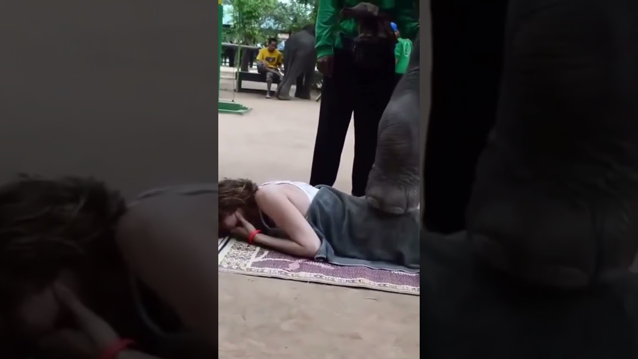 فيل يضرب مؤخره فتاة 😅😂